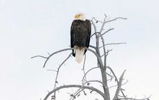 History of Wildlife Businesses in the USA