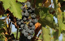 Article Image for The Wine and Spirits Industry Adapts