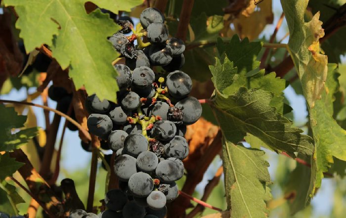 Article Image for The Wine and Spirits Industry Adapts